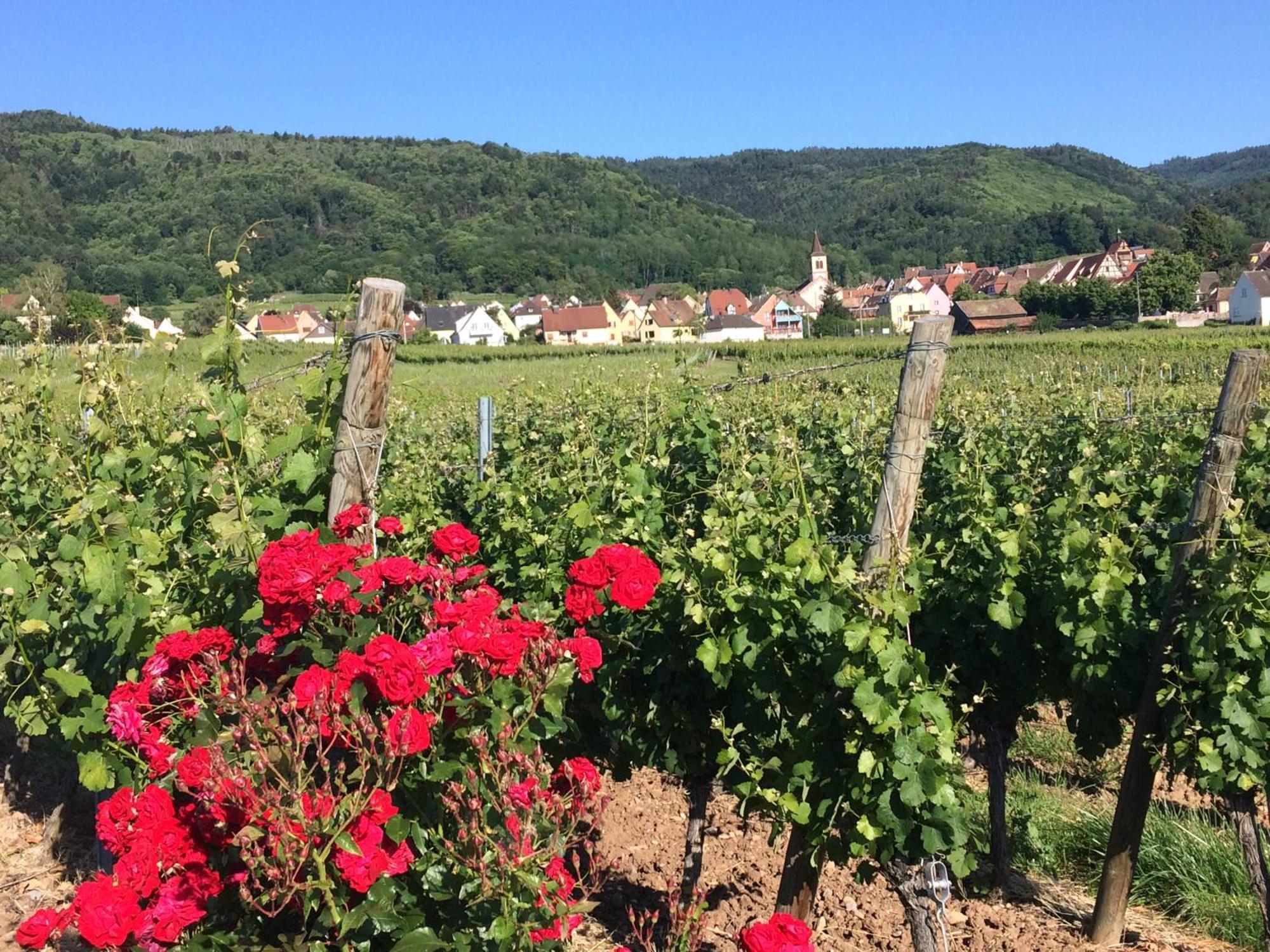 Gite Le Mandle Riquewihr Exteriör bild